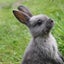 月のうさぎのサムネイル