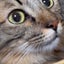 ごんごんのサムネイル