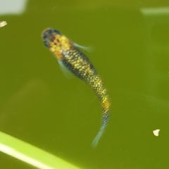 aquaticlife_marusaのプロフィール