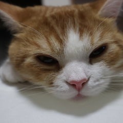 子ども3人と4匹の猫の看護師パパのプロフィール