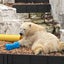 coronairoのサムネイル