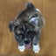 ユッカのサムネイル