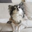 画像 シニア犬　サクとの暮らしのユーザープロフィール画像