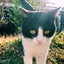 画像 猫好き〜ALSの夫の介護記録のユーザープロフィール画像