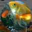 画像 癒やしの金魚の日常のユーザープロフィール画像
