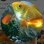癒やしの金魚の日常のサムネイル