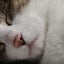 たびねこのサムネイル