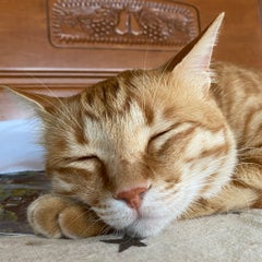 BBにゃん🐈🐾のプロフィール
