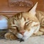 画像 保護猫3匹とBBにゃんの日記ෆ˚・のユーザープロフィール画像