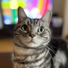 ちゃいりのプロフィール