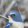 ダメオヤジの野鳥観察と亀日記