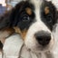 bernese0809のサムネイル