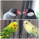 ことりっこブログ