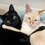 猫8匹と暮らす人のサムネイル