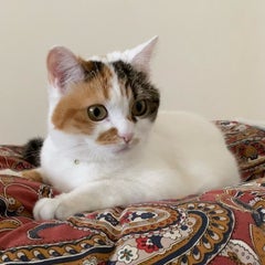まぐちゃんのプロフィール