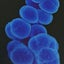 画像 30代からのホンモノの腸活～菌を味方につける方法～のユーザープロフィール画像