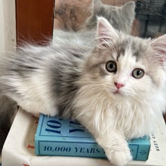 maのプロフィール