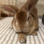 ロディのサムネイル