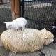 モモンガのおすすめのサムネイル