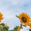 画像 sunflower-smileupのブログのユーザープロフィール画像