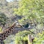 きりんたのサムネイル