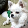 クーにゃんのプロフィール