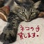 画像 猫と数秘と物語（数秘術相談員ミネコスの部屋）のユーザープロフィール画像
