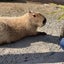 ぽみゅ。のサムネイル