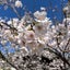 pretty-butakoのサムネイル