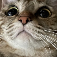 nyankofirst改め音猫のプロフィール
