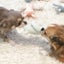 画像 こもものブログのユーザープロフィール画像