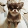 まろちゃんと成長日記U^ｪ^U