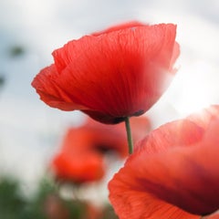 Poppyのプロフィール