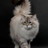 猫がお膝に乗ってくる💕吉祥寺のサイベリアン猫カフェ＆ペットショップ＆猫の美容室　ロイヤル・キャッツのプロフィール