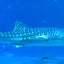 ジンベエのサムネイル