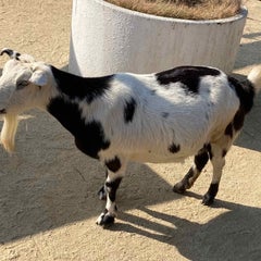 ラムのプロフィール
