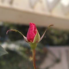   ～ゆっくり春を待つ人～のプロフィール