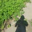 みどりのサムネイル