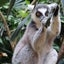 barusonのサムネイル