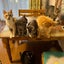 画像 猫村さんちのツイてるニャンコのユーザープロフィール画像