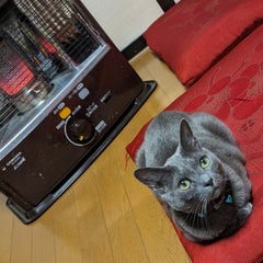 ごろん太のプロフィール