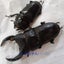 tomichanhouseのサムネイル