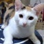 画像 三毛猫キュウちゃん改め▶︎雪ちゃんのブログのユーザープロフィール画像