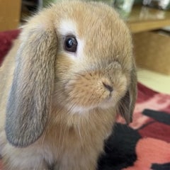 Solのプロフィール