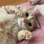anzuのサムネイル
