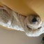 まろちゃんのサムネイル