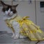 画像 夫婦で営む 小さな猫カフェ nikemin houseの猫らのユーザープロフィール画像
