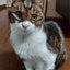 画像 猫のことが多いブログのユーザープロフィール画像
