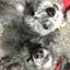 ユキブーのサムネイル