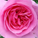 50歳からの素敵な暮らし　薔薇咲く庭でティータイム　